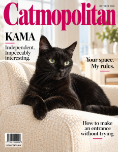Catmopolitan sample cover