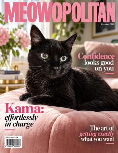 Meowopolitan sample cover